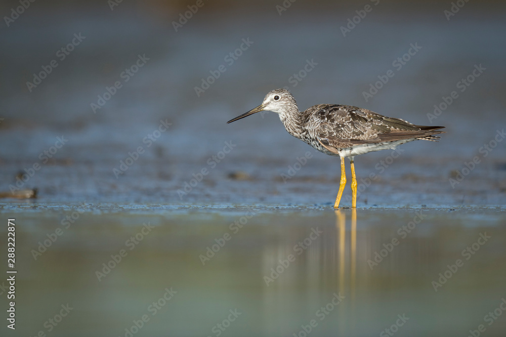 A Greater Yellowlegs wades in the shallow water with a muddy background. A Greater Yellowlegs wades in the shallow water with a muddy background.