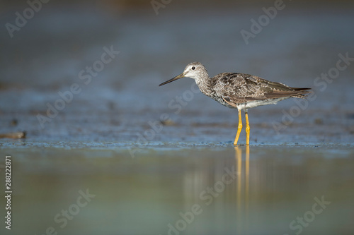 A Greater Yellowlegs wades in the shallow water with a muddy background.