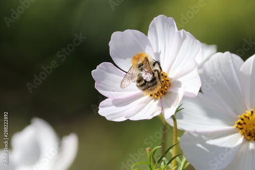 Biene sitzt auf weisser Blüte