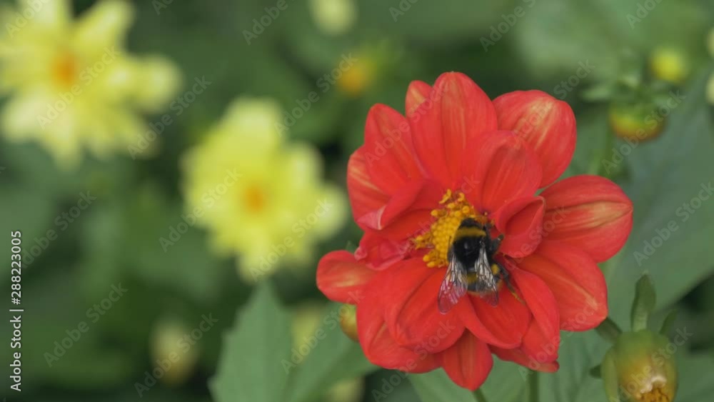 Bumblebee on orange flower. Summer flowers at sunny day. Bumblebee on orange flower. Summer flowers at sunny day.