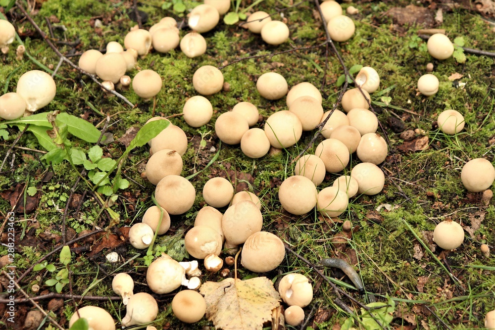 mushrooms raincoats sprouted from the ground mushrooms raincoats sprouted from the ground
