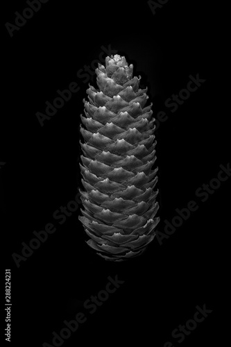 Tannenzapfen in der Nacht