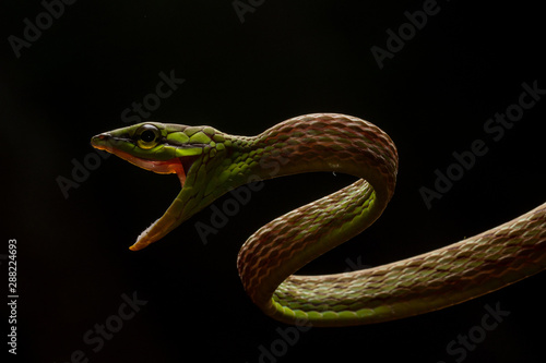 Short-nosed Vine Snake (Oxybelis brevirostris)