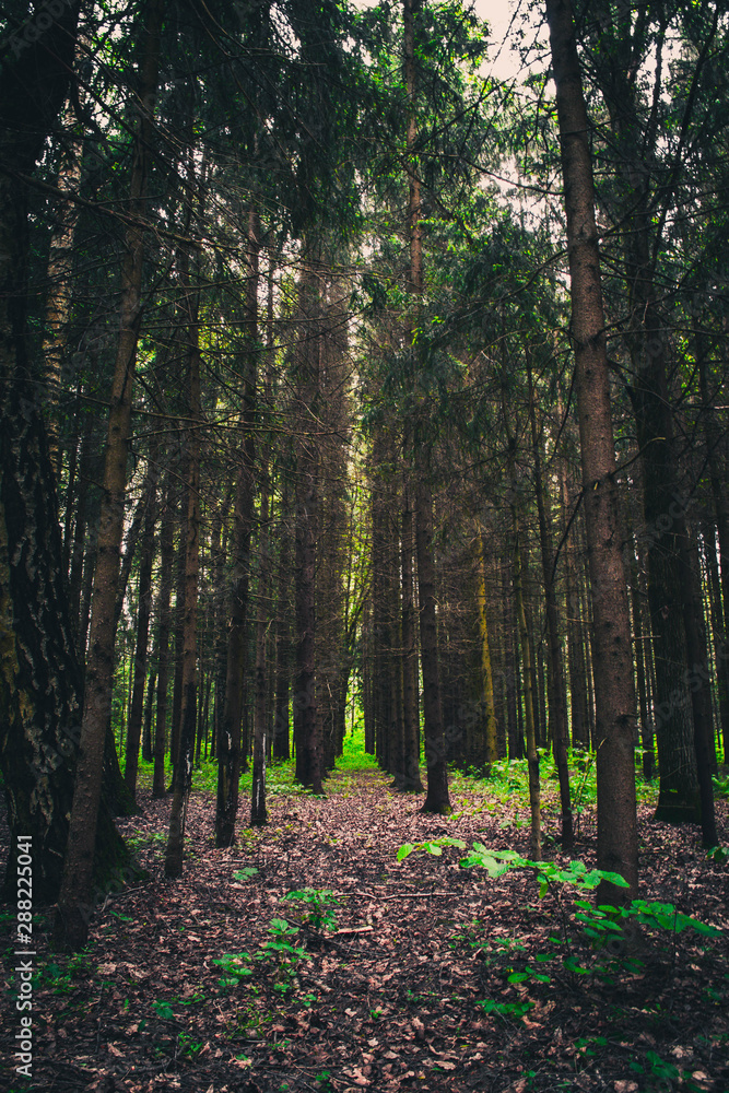 Obraz premium trees in the forest