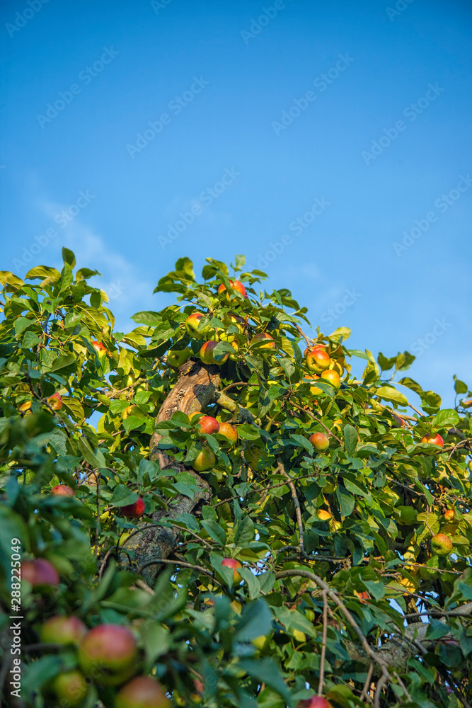 Apple tree with fruits and leaves