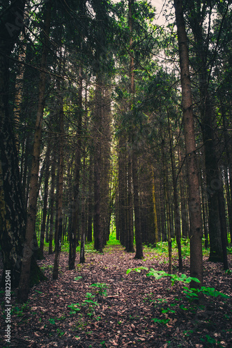 trees in the forest