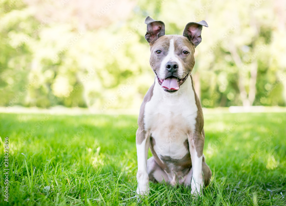 A cute gray and white Pit Bull Terrier mixed breed dog with floppy ears and a happy expression sitting outdoors