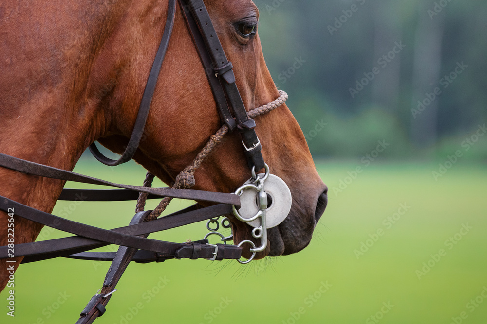 Fototapeta premium Head of a chestnut horse in sport polo bridle with reins on green field background