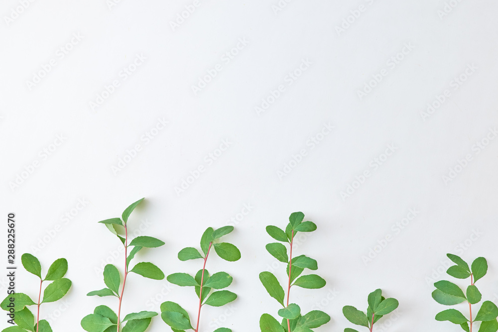 Flat lay composition with branches with green leaves on a light background Flat lay composition with branches with green leaves on a light background