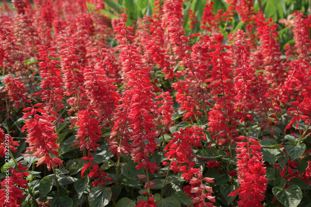 red flowers in the garden