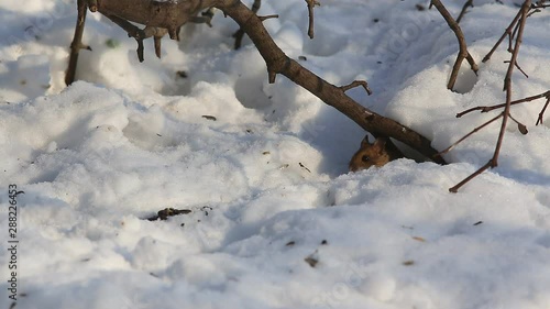Striped field mouse (Apodemus agrarius) drags sunflower seeds in the hole