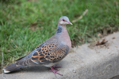 close-up portrait of an urban pigeon