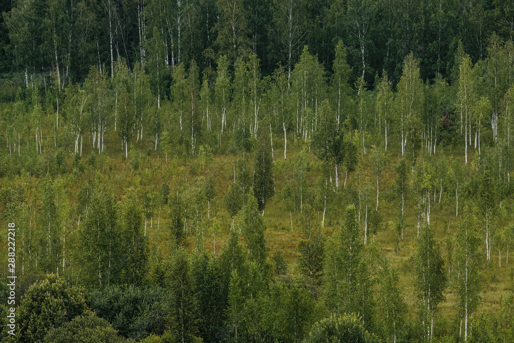 View of a beautiful rare forest from afar from a height View of a beautiful rare forest from afar from a height