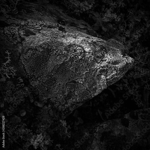 Felsen Fisch Abstrakt