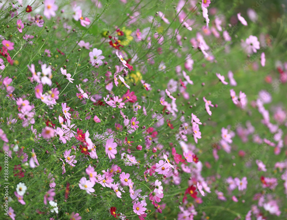 Fototapeta premium autumn september is a beautiful meadow of wildflowers