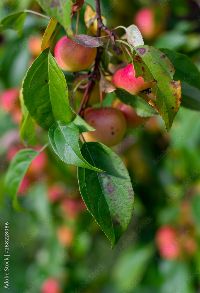 Fresh red apples on a tree branch.