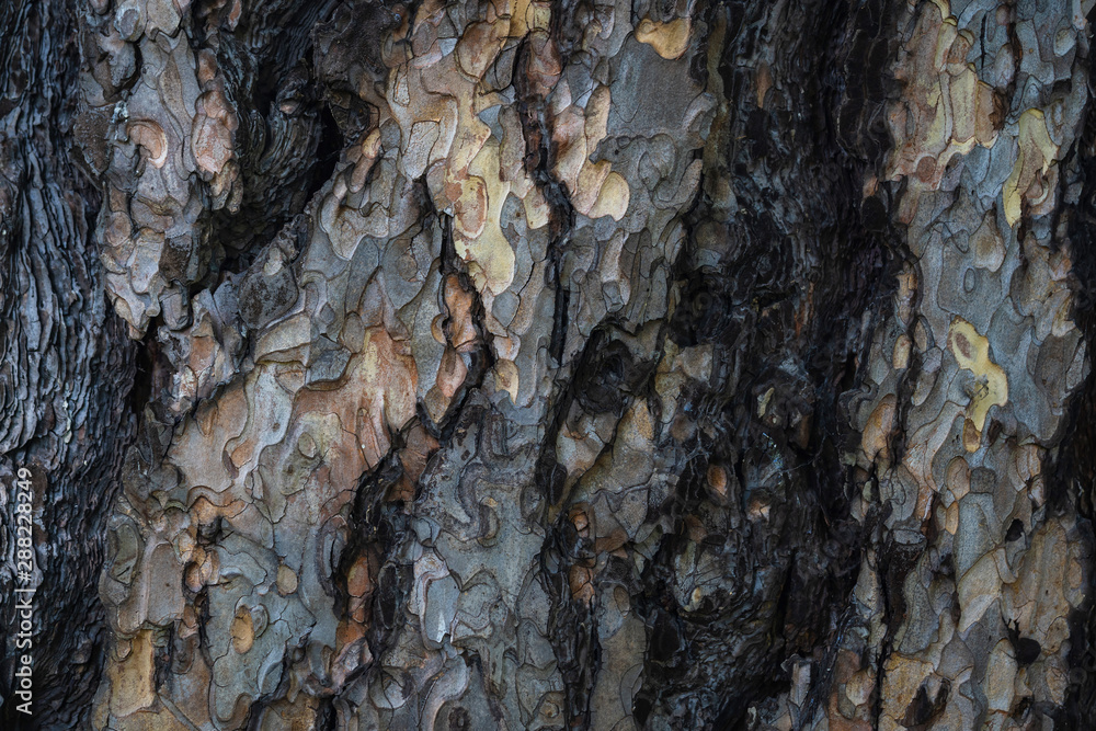 bark of a very old tree, texture, close up bark of a very old tree, texture, close up