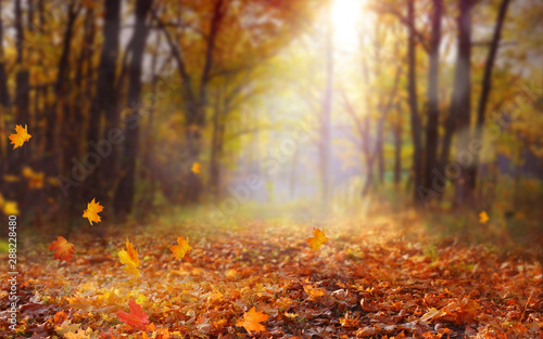 Piękny jesień krajobraz z żółtymi drzewami i słońcem. Kolorowe liście w parku. Spadające liście naturalnego tła. Koncepcja sezon jesień