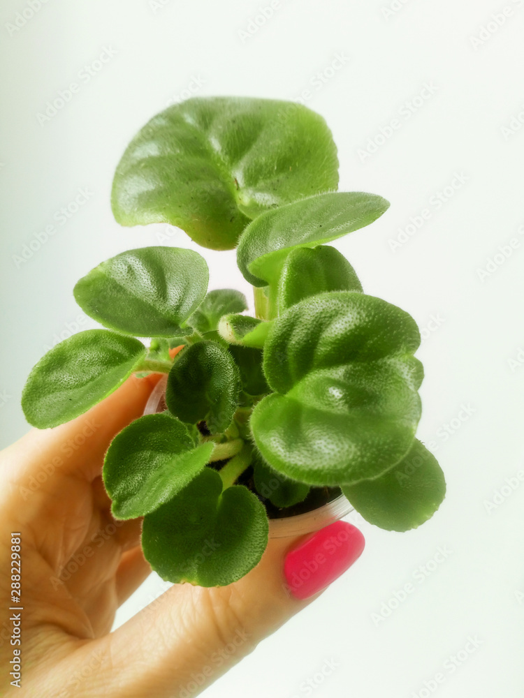 Obraz premium saintpaulia cutting with sprouts around white background. close up