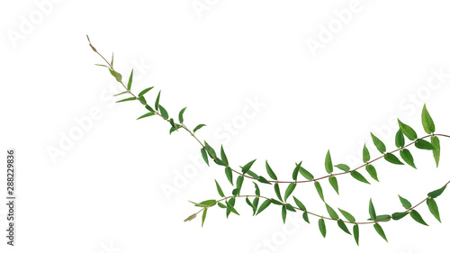 Green leaves climbing vines jungle ivy plant isolated on white background with clipping path  nature frame layout.