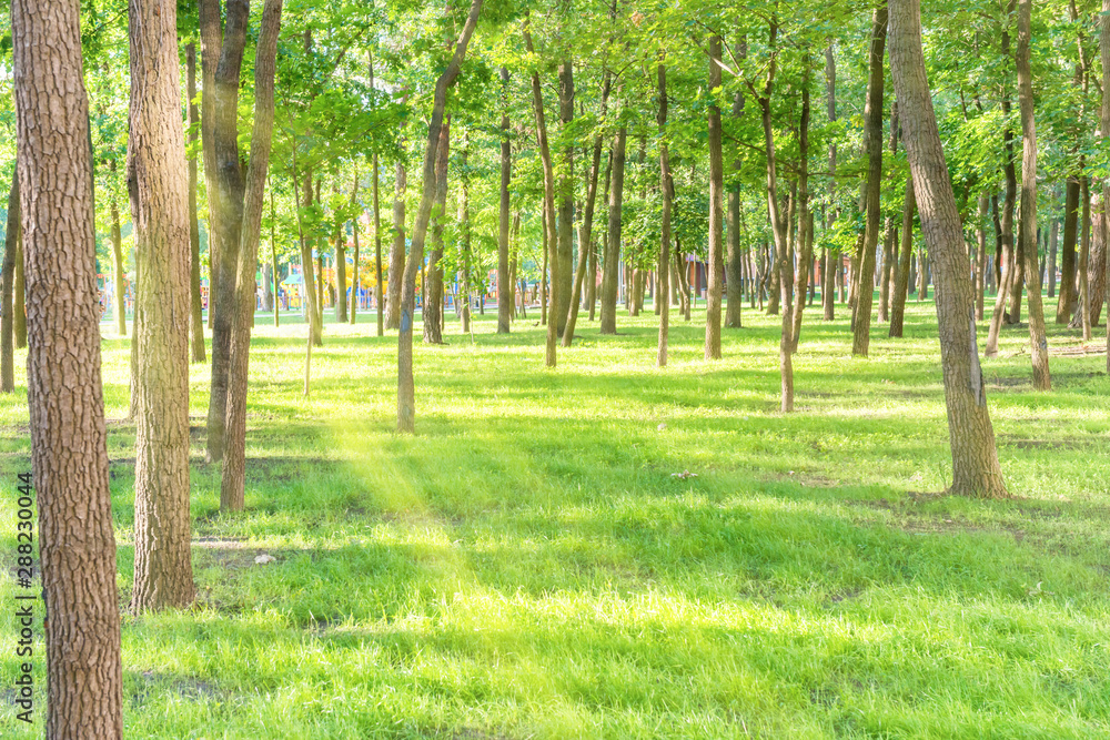 Obraz premium Beautiful sunny park with light beam at green grass