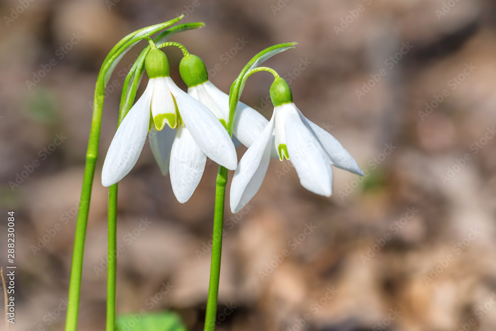Fototapeta premium White spring flowers snowdrops in the forest, macro shot