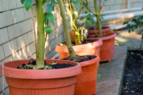 Green trees camellia in the pots. Garden with growing plants © Pavlo Vakhrushev