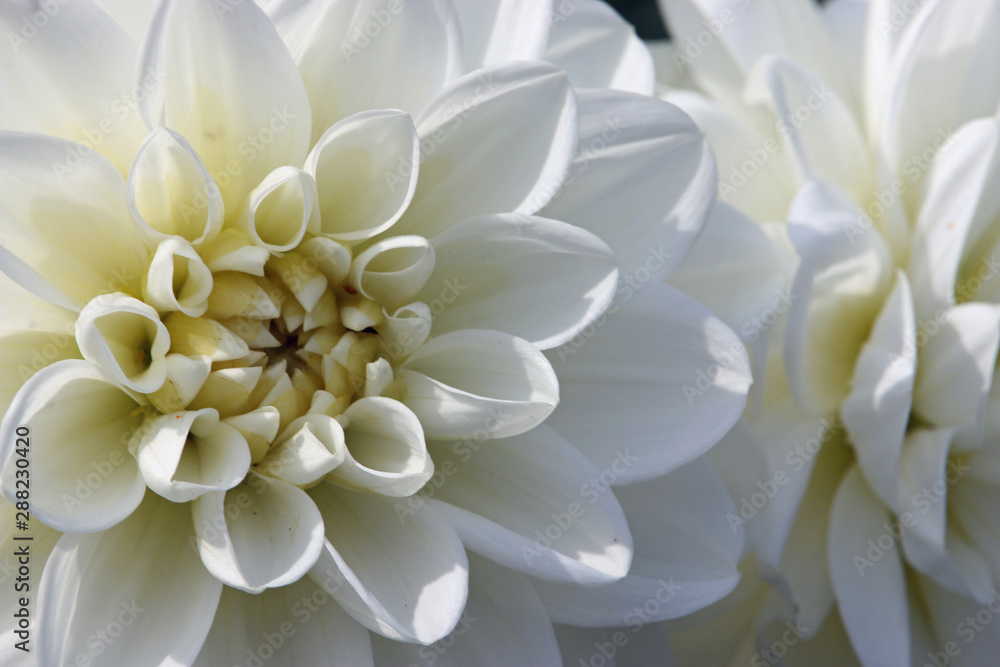 Fototapeta premium White Dahlia flower