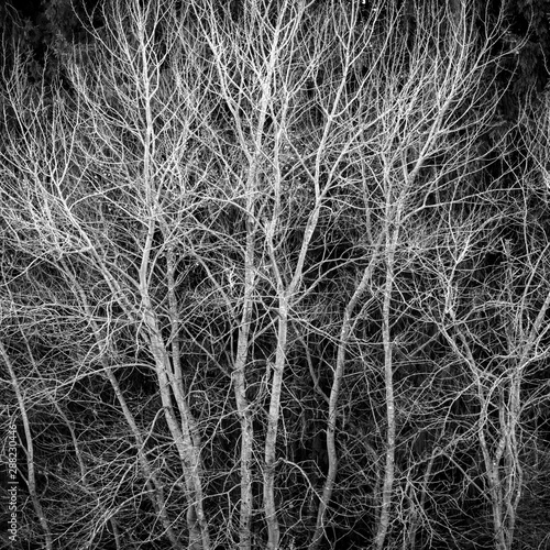 Monochrom Bäume im Wald