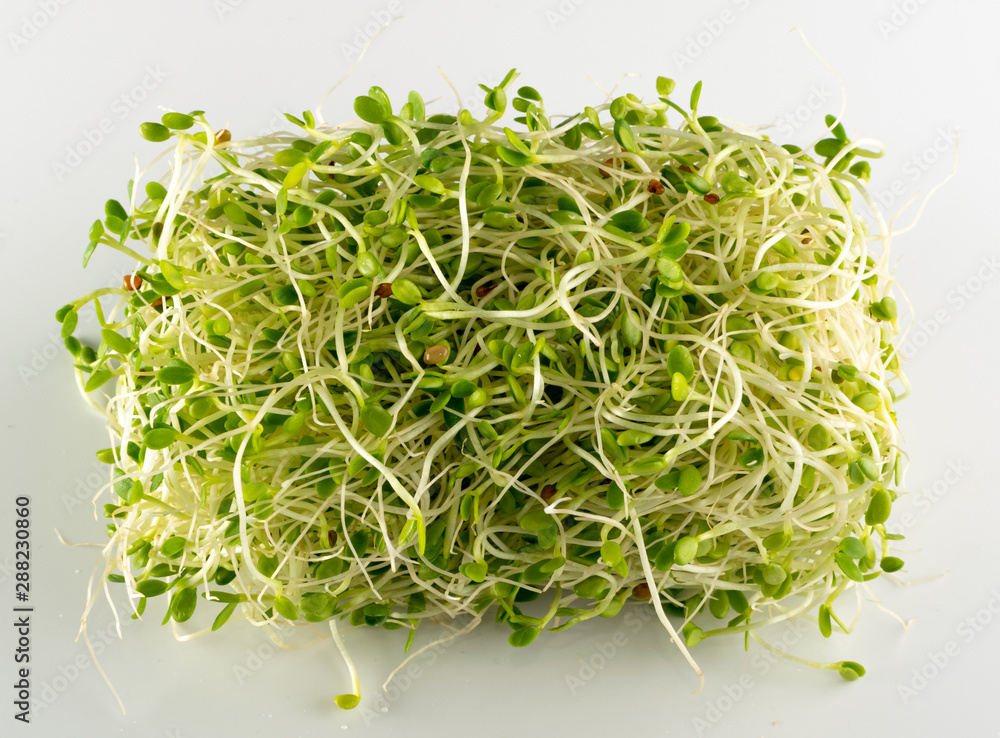 Red Clover Sprouts, Micro Green Healthy Eating Concept Red Clover Sprouts, Micro Green Healthy Eating Concept