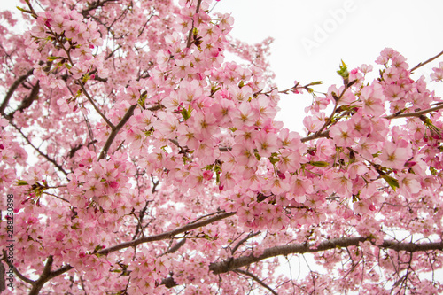 cherry blossoms at tidal basin in spring washington dc usa