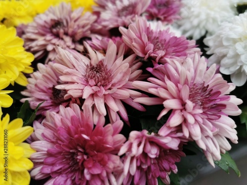 Fototapeta Naklejka Na Ścianę i Meble -  Beautiful buds of pink chrysanthemums with drops of dew, rain. Close-up photo