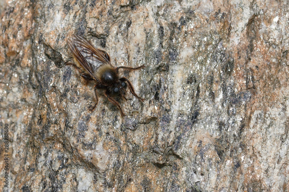 A big fly sits on a stone. A big fly sits on a stone.