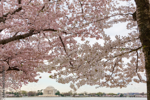 cherry blossoms and jefferson memorial spring tidal basin washington dc usa photo