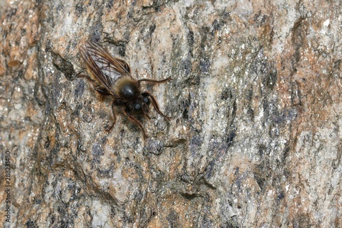 A big fly sits on a stone.