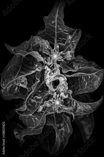 Pflanze in der Nacht