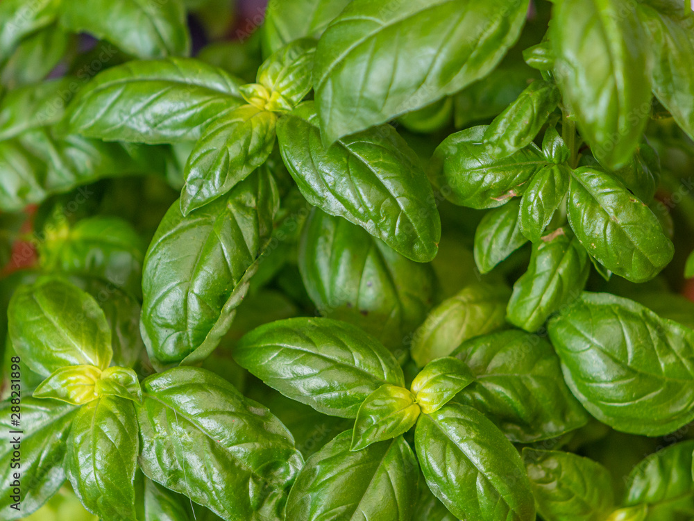 Detail of green leaves of Italian basil Detail of green leaves of Italian basil