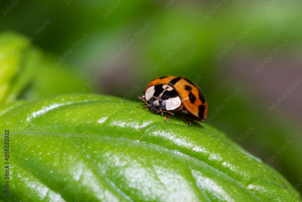 Small red ladybird resting on a green basil leaf Small red ladybird resting on a green basil leaf