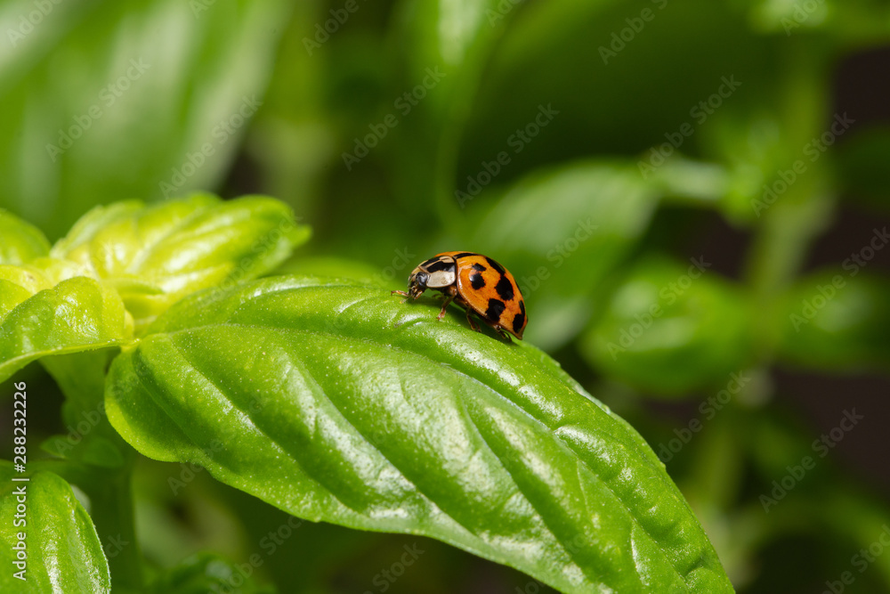 Small red ladybird resting on a green basil leaf Small red ladybird resting on a green basil leaf