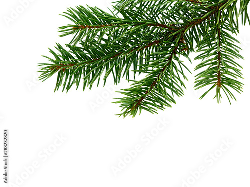 Fir tree branch. Pine branch. Christmas background. © romiri