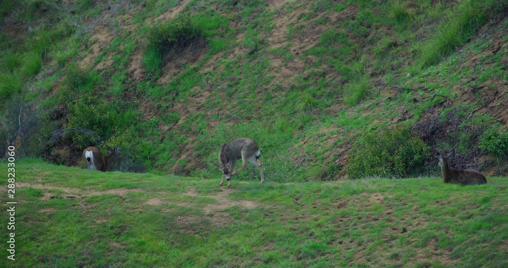 Slow motion of deer in Griffith Park in Los Angeles, California Slow motion of deer in Griffith Park in Los Angeles, California