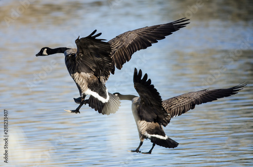 Two Canada Geese Landing in the Blue Still Water