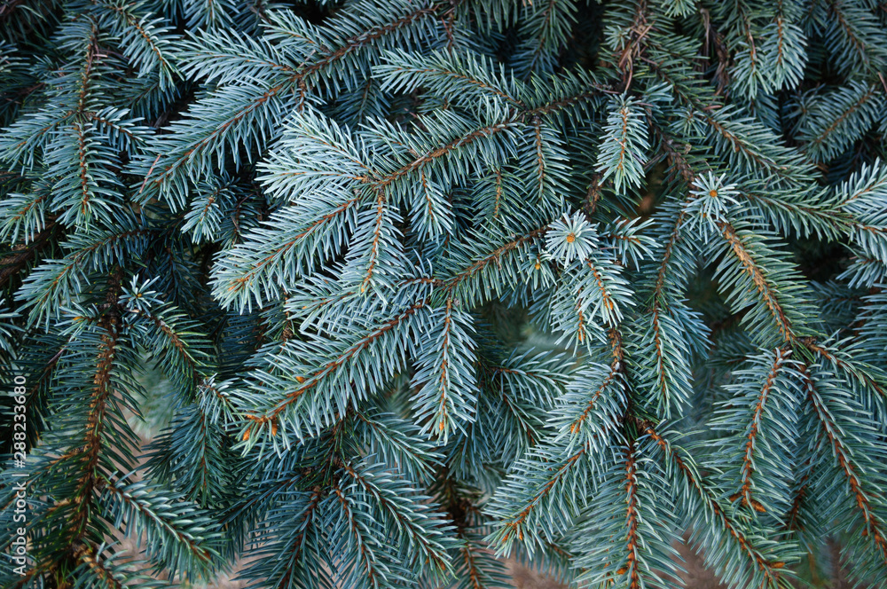 Branches of blue spruce in the park.