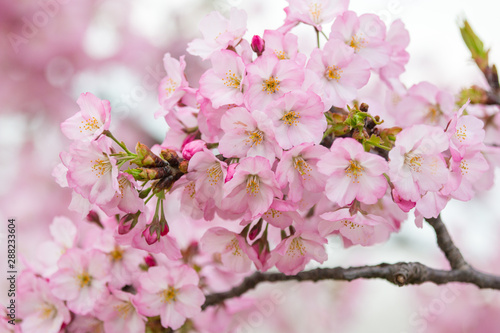 beautiful cherry blossoms in washington dc spring tidal basin