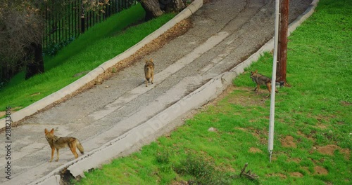 Slow motion of coyotes in Griffith Park in Los Angeles, California