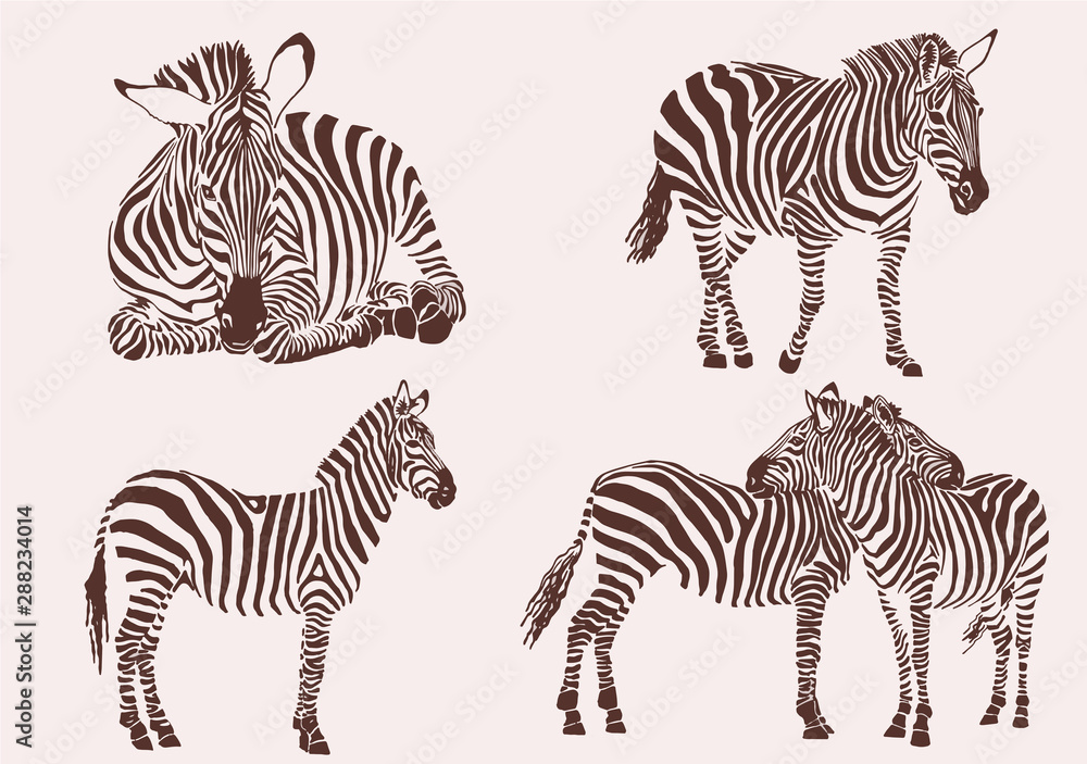 Fototapeta premium Graphical vintage collection of zebras , tattoo and printing illustration