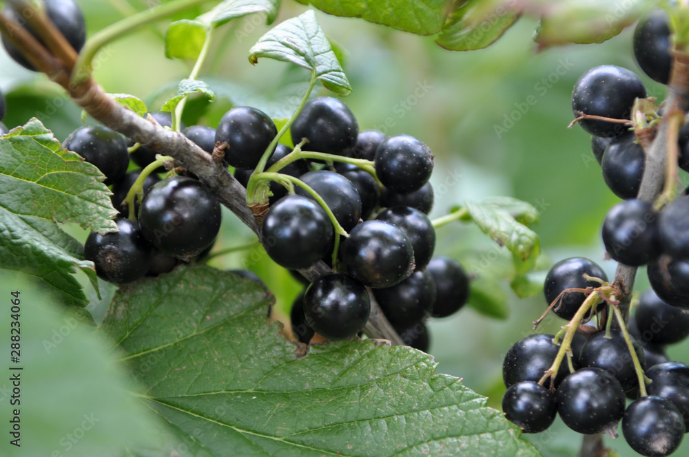 On the bush berries are ripe currant On the bush berries are ripe currant
