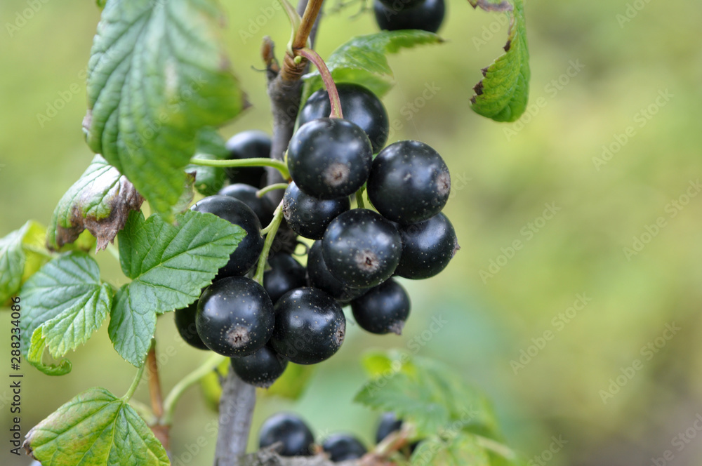 On the bush berries are ripe currant On the bush berries are ripe currant