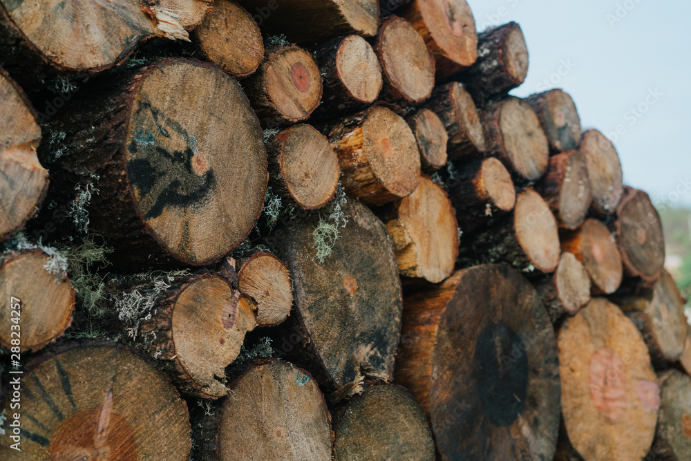 Bunch of chopped round logs stacked on street in daylight Bunch of chopped round logs stacked on street in daylight