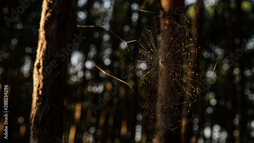 Fototapeta Naklejka Na Ścianę i Meble -  pająk - pajęczyna w lesie